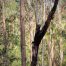 Tree change, Wollombi, Hunter Valley